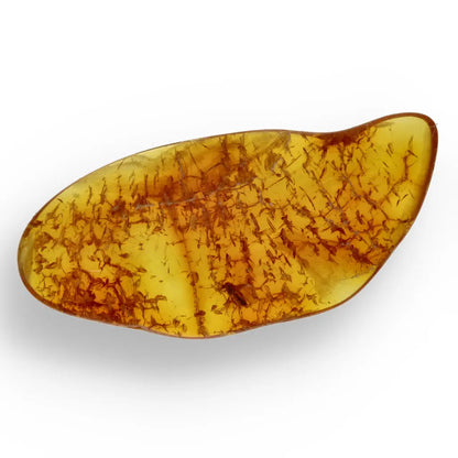 Get your Real Baltic Amber Fossil with Insect Inside online now or in store at Forever Gems in Franschhoek, South Africa