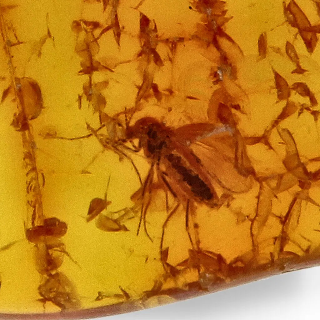 Get your Real Baltic Amber Fossil with Insect Inside online now or in store at Forever Gems in Franschhoek, South Africa