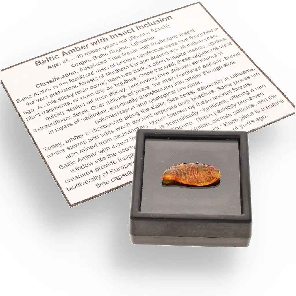 Get your Real Baltic Amber Fossil with Insect Inside online now or in store at Forever Gems in Franschhoek, South Africa