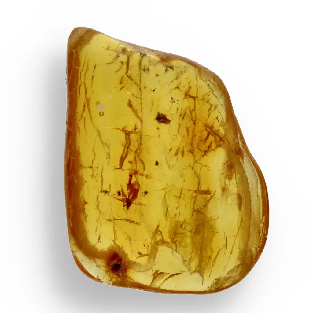 Get your Natural Baltic Amber - Prehistoric Insect Preserved online now or in store at Forever Gems in Franschhoek, South Africa