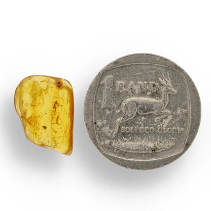 Get your Natural Baltic Amber - Prehistoric Insect Preserved online now or in store at Forever Gems in Franschhoek, South Africa