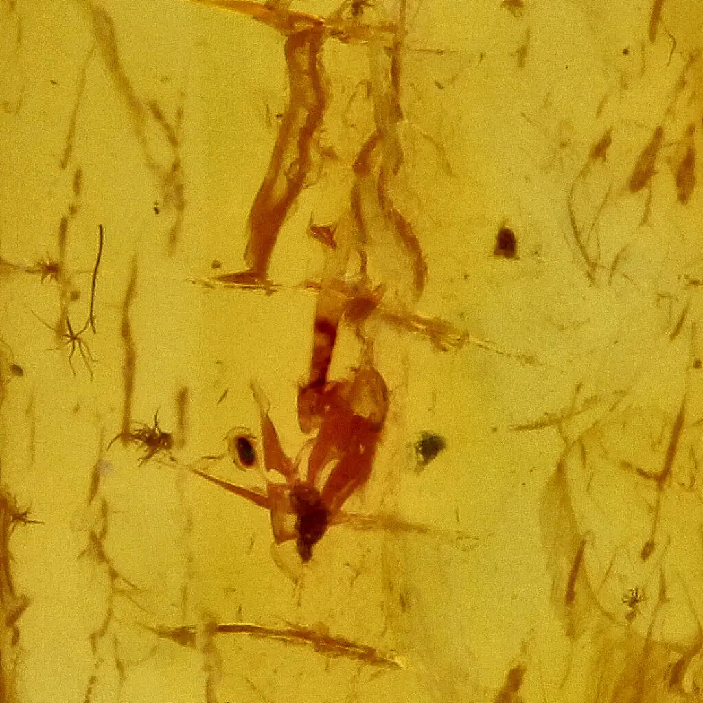 Get your Natural Baltic Amber - Prehistoric Insect Preserved online now or in store at Forever Gems in Franschhoek, South Africa