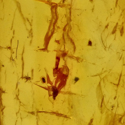Get your Natural Baltic Amber - Prehistoric Insect Preserved online now or in store at Forever Gems in Franschhoek, South Africa