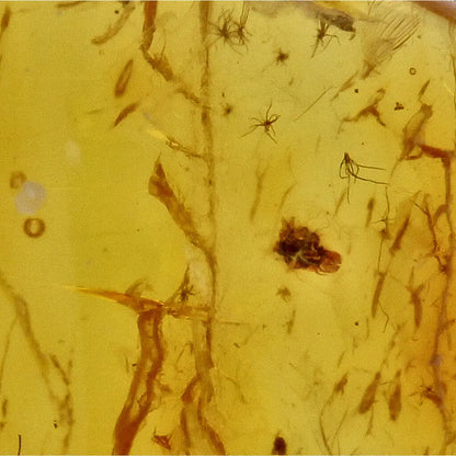 Get your Natural Baltic Amber - Prehistoric Insect Preserved online now or in store at Forever Gems in Franschhoek, South Africa