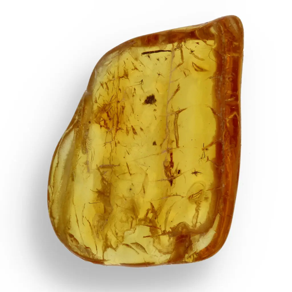 Get your Natural Baltic Amber - Prehistoric Insect Preserved online now or in store at Forever Gems in Franschhoek, South Africa