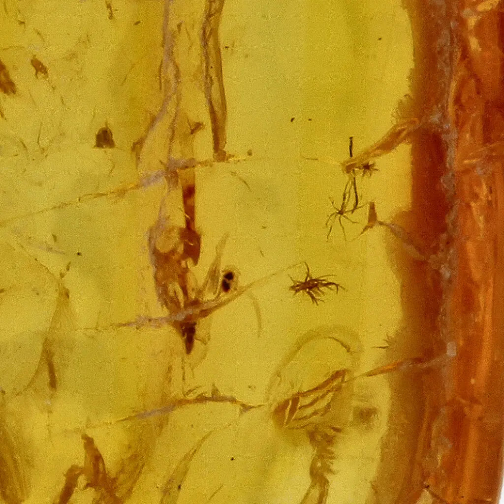 Get your Natural Baltic Amber - Prehistoric Insect Preserved online now or in store at Forever Gems in Franschhoek, South Africa