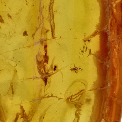 Get your Natural Baltic Amber - Prehistoric Insect Preserved online now or in store at Forever Gems in Franschhoek, South Africa