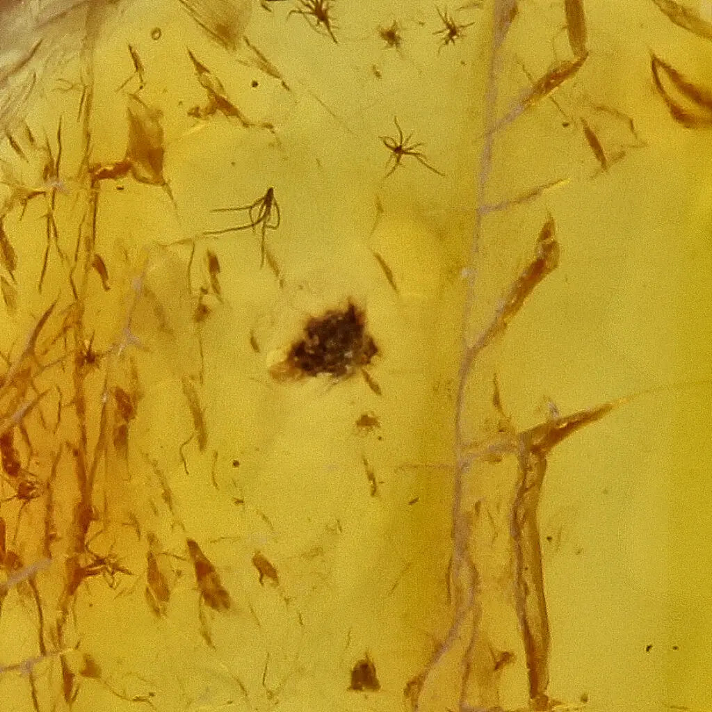 Get your Natural Baltic Amber - Prehistoric Insect Preserved online now or in store at Forever Gems in Franschhoek, South Africa