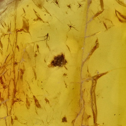 Get your Natural Baltic Amber - Prehistoric Insect Preserved online now or in store at Forever Gems in Franschhoek, South Africa