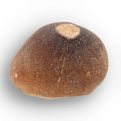 Get your Authentic Globidens Tooth - Prehistoric Shell Crusher online now or in store at Forever Gems in Franschhoek, South Africa