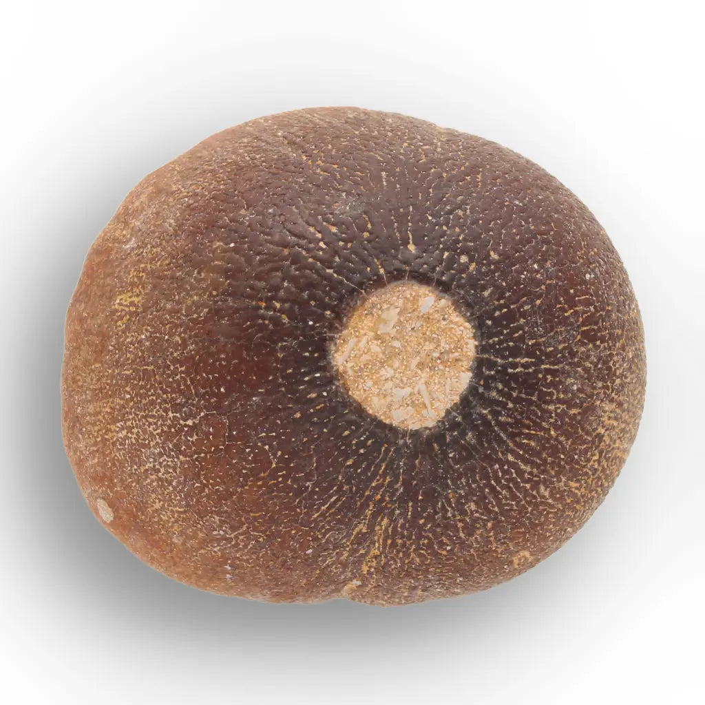 Get your Authentic Globidens Tooth - Prehistoric Shell Crusher online now or in store at Forever Gems in Franschhoek, South Africa