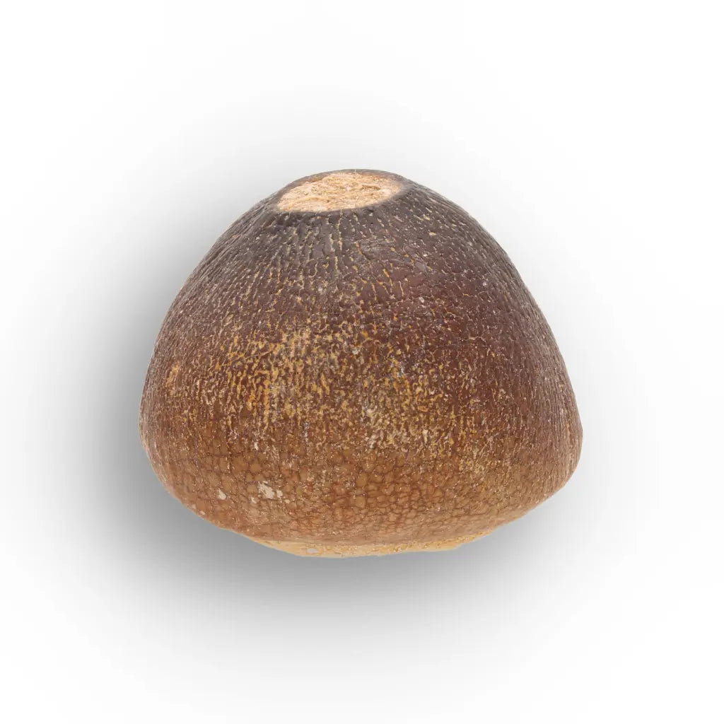 Get your Authentic Globidens Tooth - Prehistoric Shell Crusher online now or in store at Forever Gems in Franschhoek, South Africa