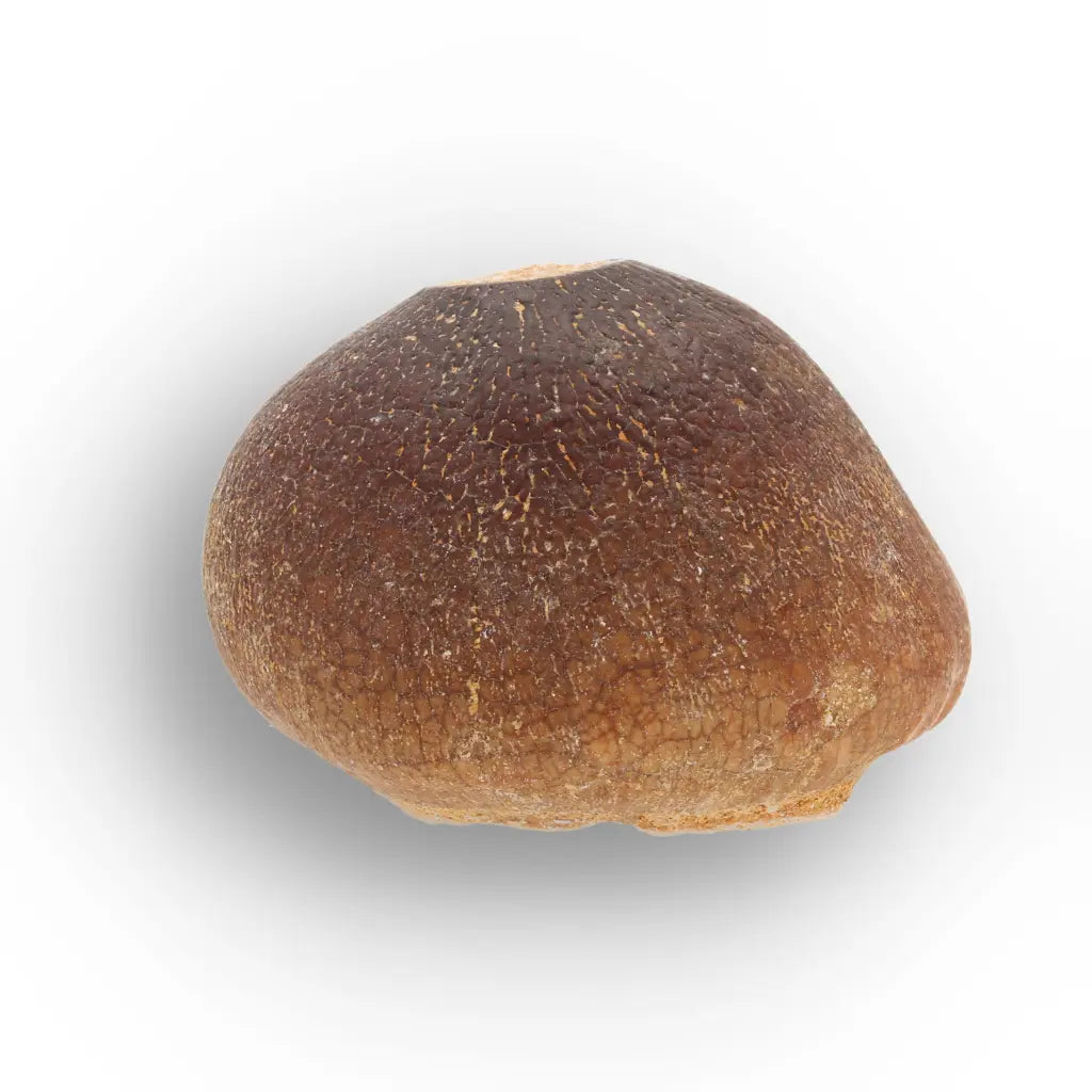 Get your Authentic Globidens Tooth - Prehistoric Shell Crusher online now or in store at Forever Gems in Franschhoek, South Africa