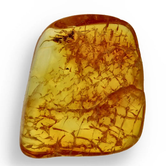 Get your Genuine Baltic Amber with Ancient Bug Inclusion online now or in store at Forever Gems in Franschhoek, South Africa