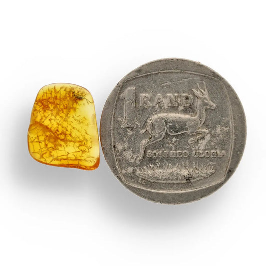 Get your Genuine Baltic Amber with Ancient Bug Inclusion online now or in store at Forever Gems in Franschhoek, South Africa
