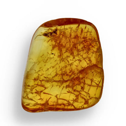 Get your Genuine Baltic Amber with Ancient Bug Inclusion online now or in store at Forever Gems in Franschhoek, South Africa