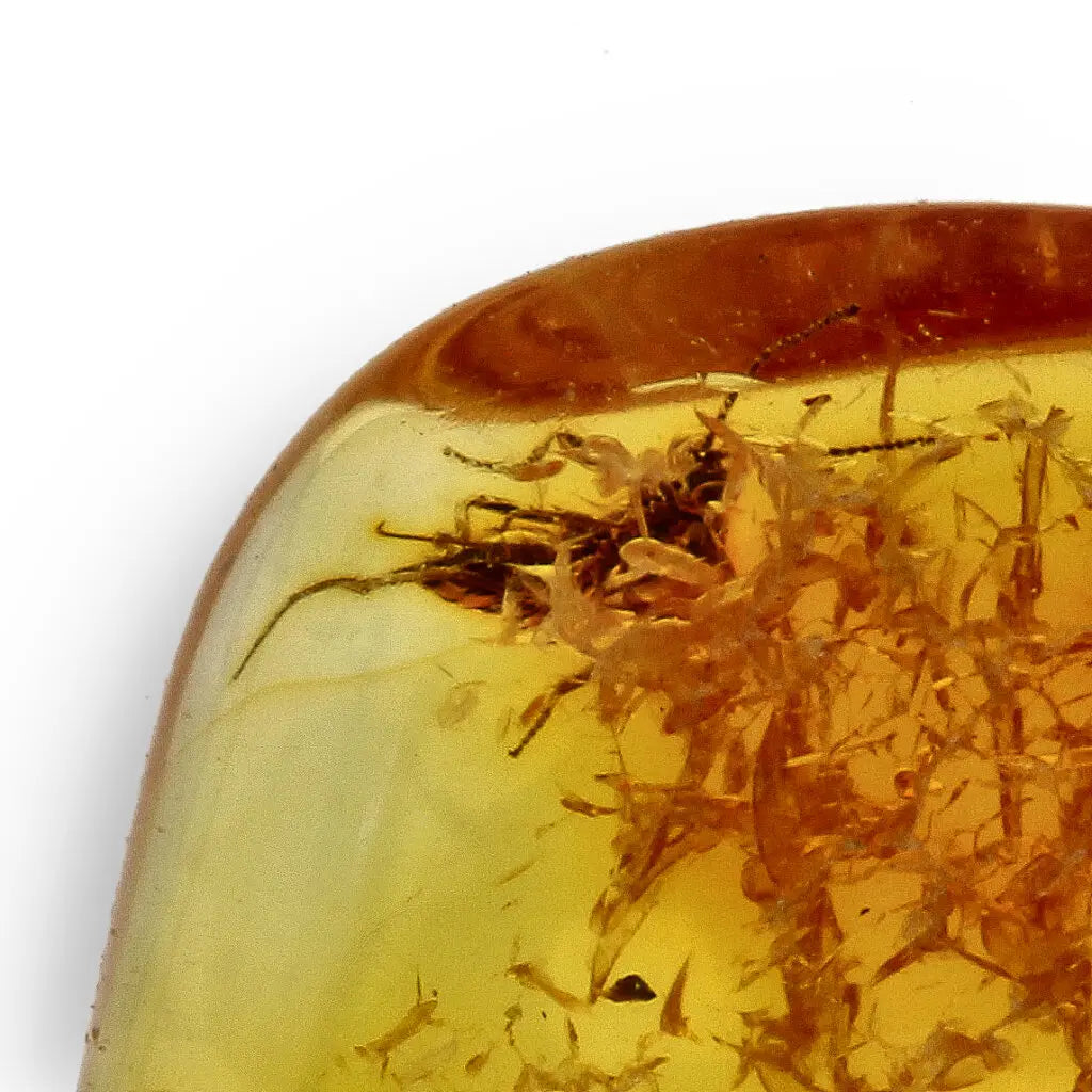 Get your Genuine Baltic Amber with Ancient Bug Inclusion online now or in store at Forever Gems in Franschhoek, South Africa
