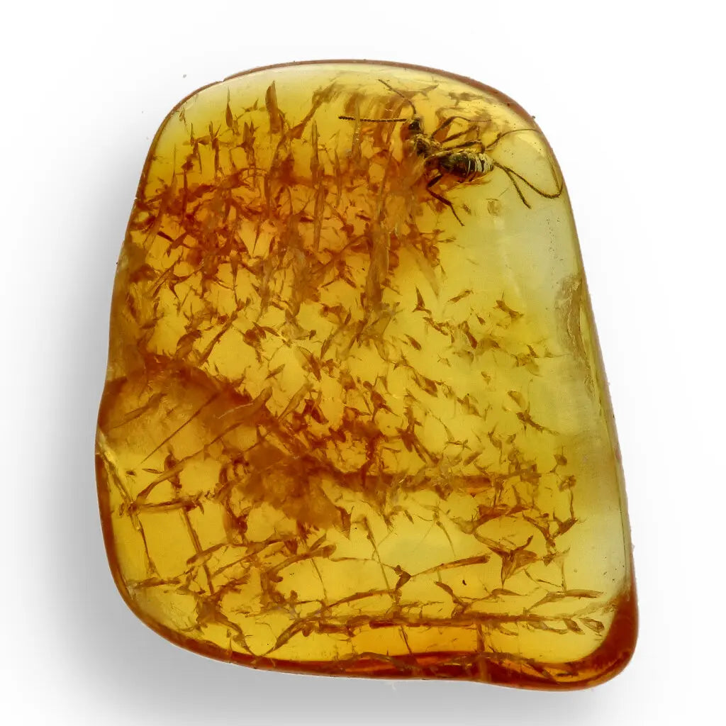 Get your Genuine Baltic Amber with Ancient Bug Inclusion online now or in store at Forever Gems in Franschhoek, South Africa
