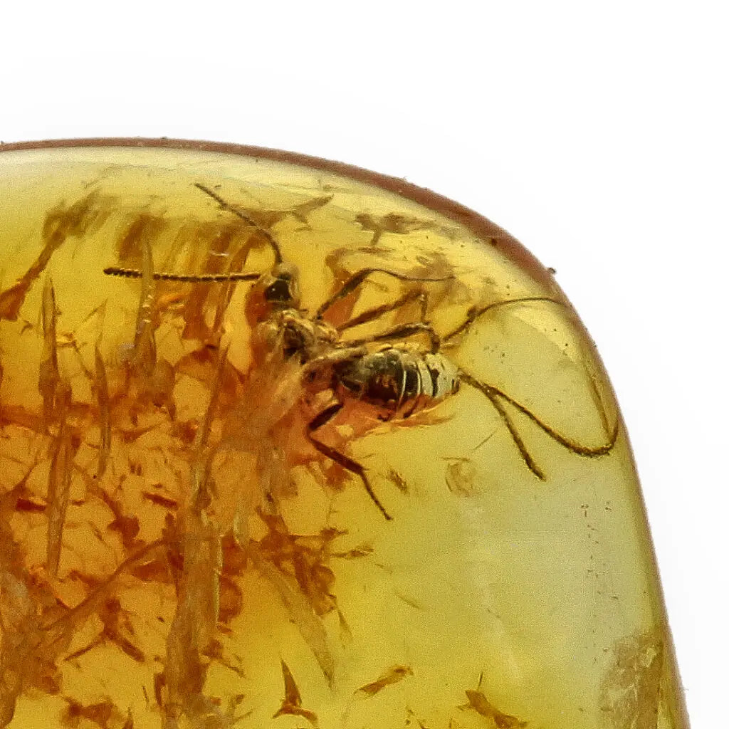 Get your Genuine Baltic Amber with Ancient Bug Inclusion online now or in store at Forever Gems in Franschhoek, South Africa