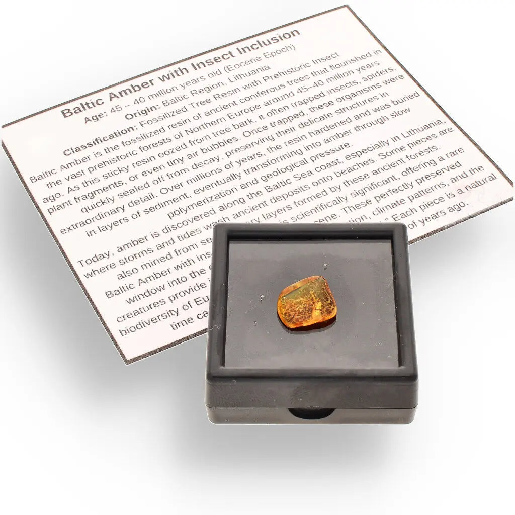 Get your Genuine Baltic Amber with Ancient Bug Inclusion online now or in store at Forever Gems in Franschhoek, South Africa