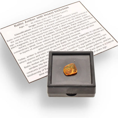 Get your Genuine Baltic Amber with Ancient Bug Inclusion online now or in store at Forever Gems in Franschhoek, South Africa
