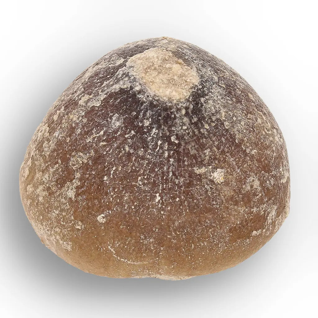 Get your Globidens Tooth - Late Cretaceous Marine Predator online now or in store at Forever Gems in Franschhoek, South Africa