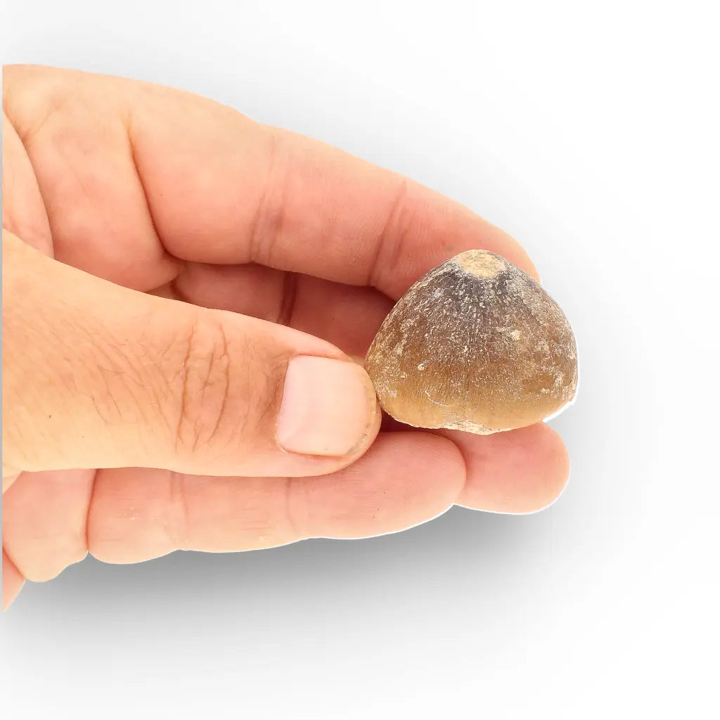 Get your Globidens Tooth - Late Cretaceous Marine Predator online now or in store at Forever Gems in Franschhoek, South Africa