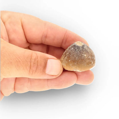 Get your Globidens Tooth - Late Cretaceous Marine Predator online now or in store at Forever Gems in Franschhoek, South Africa