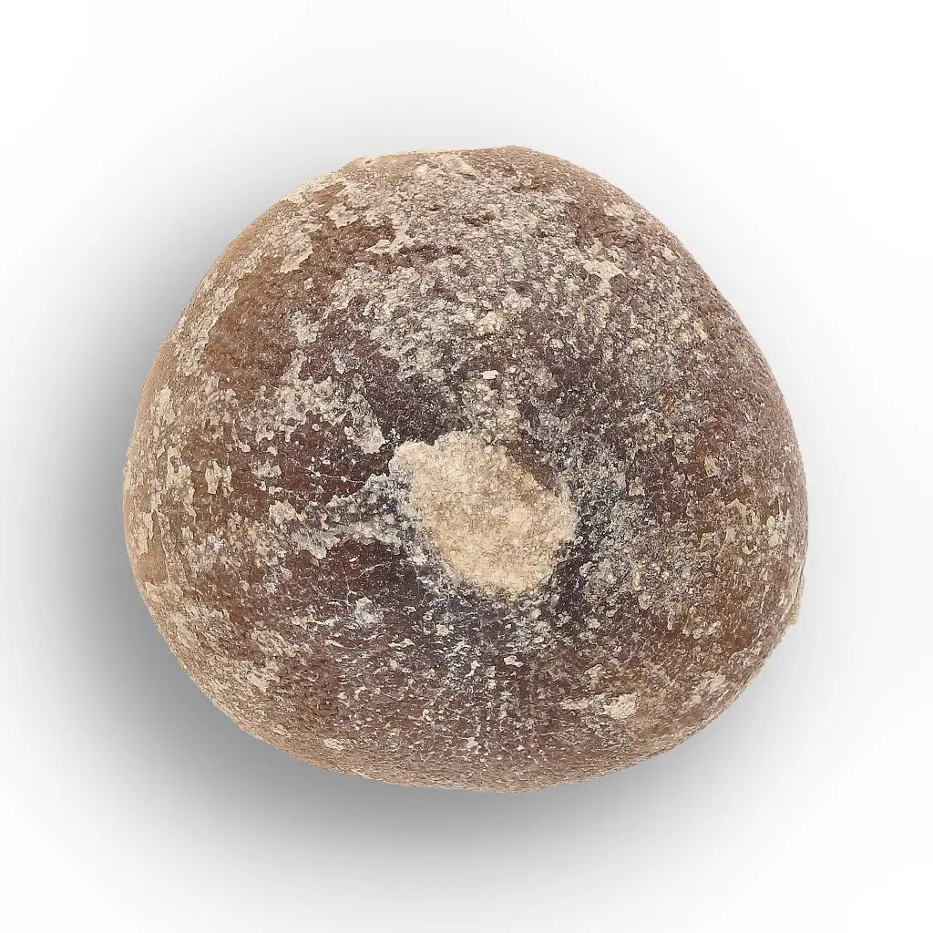 Get your Globidens Tooth - Late Cretaceous Marine Predator online now or in store at Forever Gems in Franschhoek, South Africa