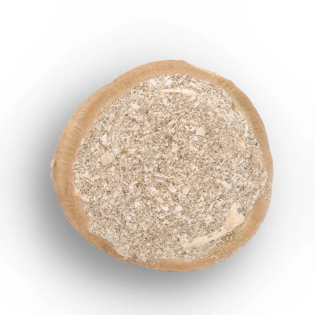 Get your Globidens Tooth - Late Cretaceous Marine Predator online now or in store at Forever Gems in Franschhoek, South Africa