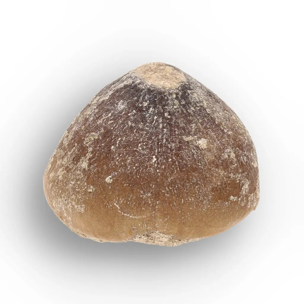 Get your Globidens Tooth - Late Cretaceous Marine Predator online now or in store at Forever Gems in Franschhoek, South Africa