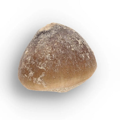 Get your Globidens Tooth - Late Cretaceous Marine Predator online now or in store at Forever Gems in Franschhoek, South Africa