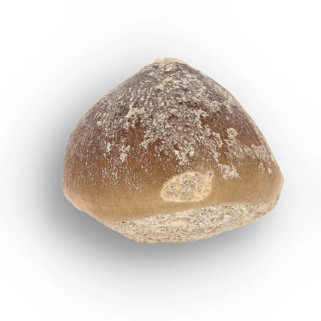 Get your Globidens Tooth - Late Cretaceous Marine Predator online now or in store at Forever Gems in Franschhoek, South Africa