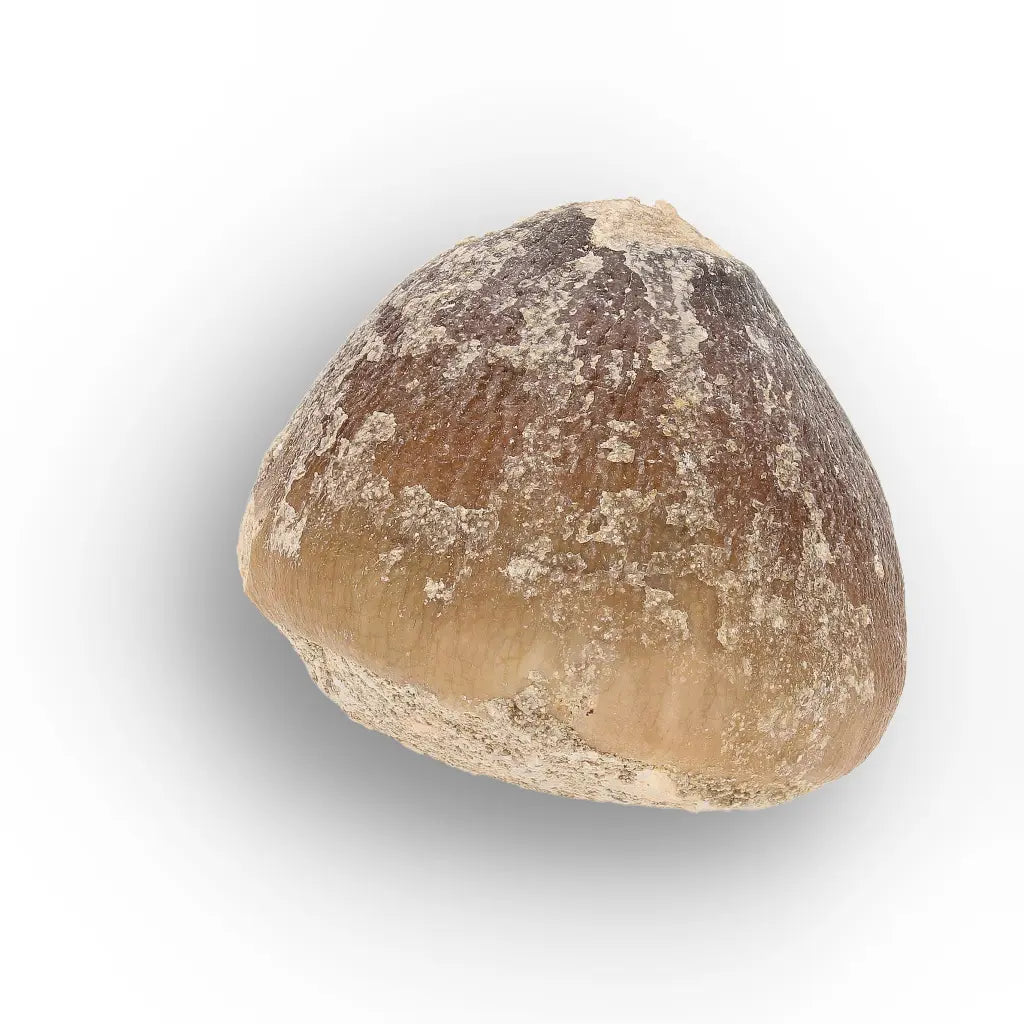 Get your Globidens Tooth - Late Cretaceous Marine Predator online now or in store at Forever Gems in Franschhoek, South Africa