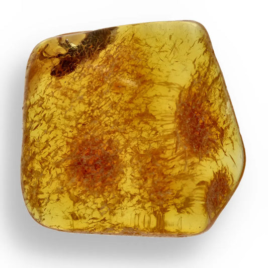 Get your Authentic Baltic Amber: Insect Frozen in Time online now or in store at Forever Gems in Franschhoek, South Africa