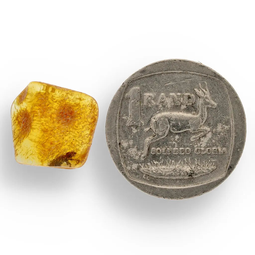 Get your Authentic Baltic Amber: Insect Frozen in Time online now or in store at Forever Gems in Franschhoek, South Africa