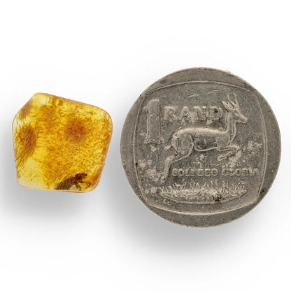 Get your Authentic Baltic Amber: Insect Frozen in Time online now or in store at Forever Gems in Franschhoek, South Africa