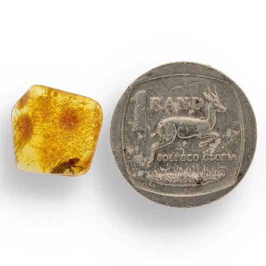 Get your Authentic Baltic Amber: Insect Frozen in Time online now or in store at Forever Gems in Franschhoek, South Africa