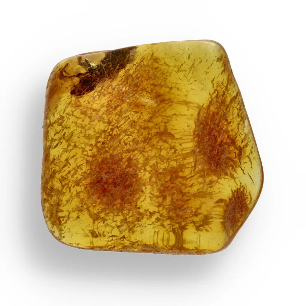 Get your Authentic Baltic Amber: Insect Frozen in Time online now or in store at Forever Gems in Franschhoek, South Africa