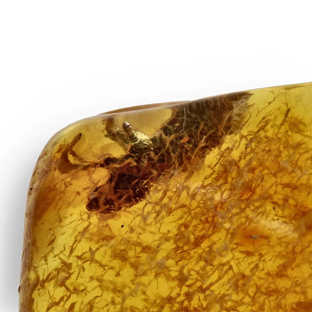 Get your Authentic Baltic Amber: Insect Frozen in Time online now or in store at Forever Gems in Franschhoek, South Africa