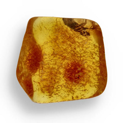 Get your Authentic Baltic Amber: Insect Frozen in Time online now or in store at Forever Gems in Franschhoek, South Africa