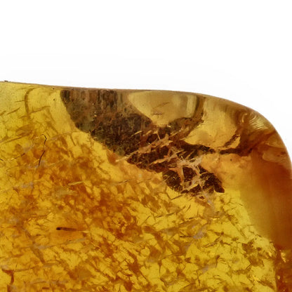 Get your Authentic Baltic Amber: Insect Frozen in Time online now or in store at Forever Gems in Franschhoek, South Africa