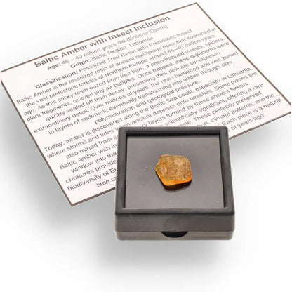 Get your Authentic Baltic Amber: Insect Frozen in Time online now or in store at Forever Gems in Franschhoek, South Africa