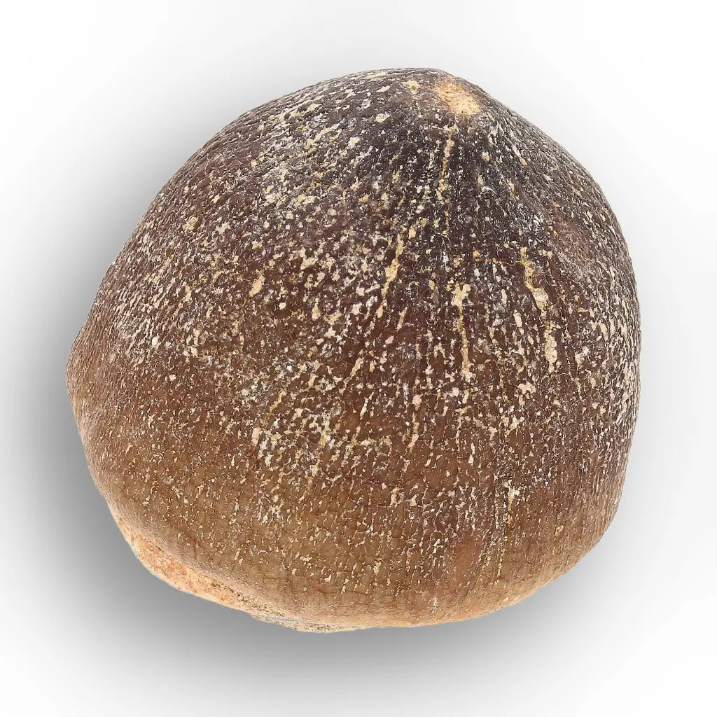 Get your Globidens Mosasaur Tooth - Durophagous Giant online now or in store at Forever Gems in Franschhoek, South Africa