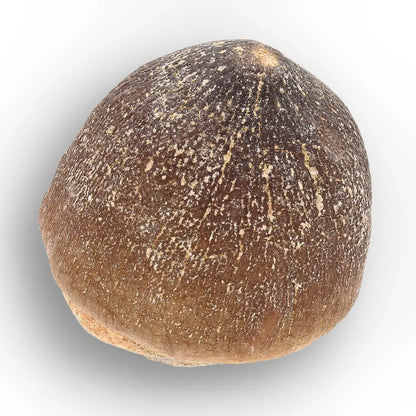 Get your Globidens Mosasaur Tooth - Durophagous Giant online now or in store at Forever Gems in Franschhoek, South Africa