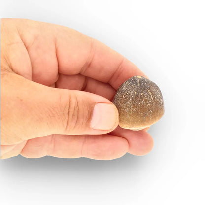 Get your Globidens Mosasaur Tooth - Durophagous Giant online now or in store at Forever Gems in Franschhoek, South Africa