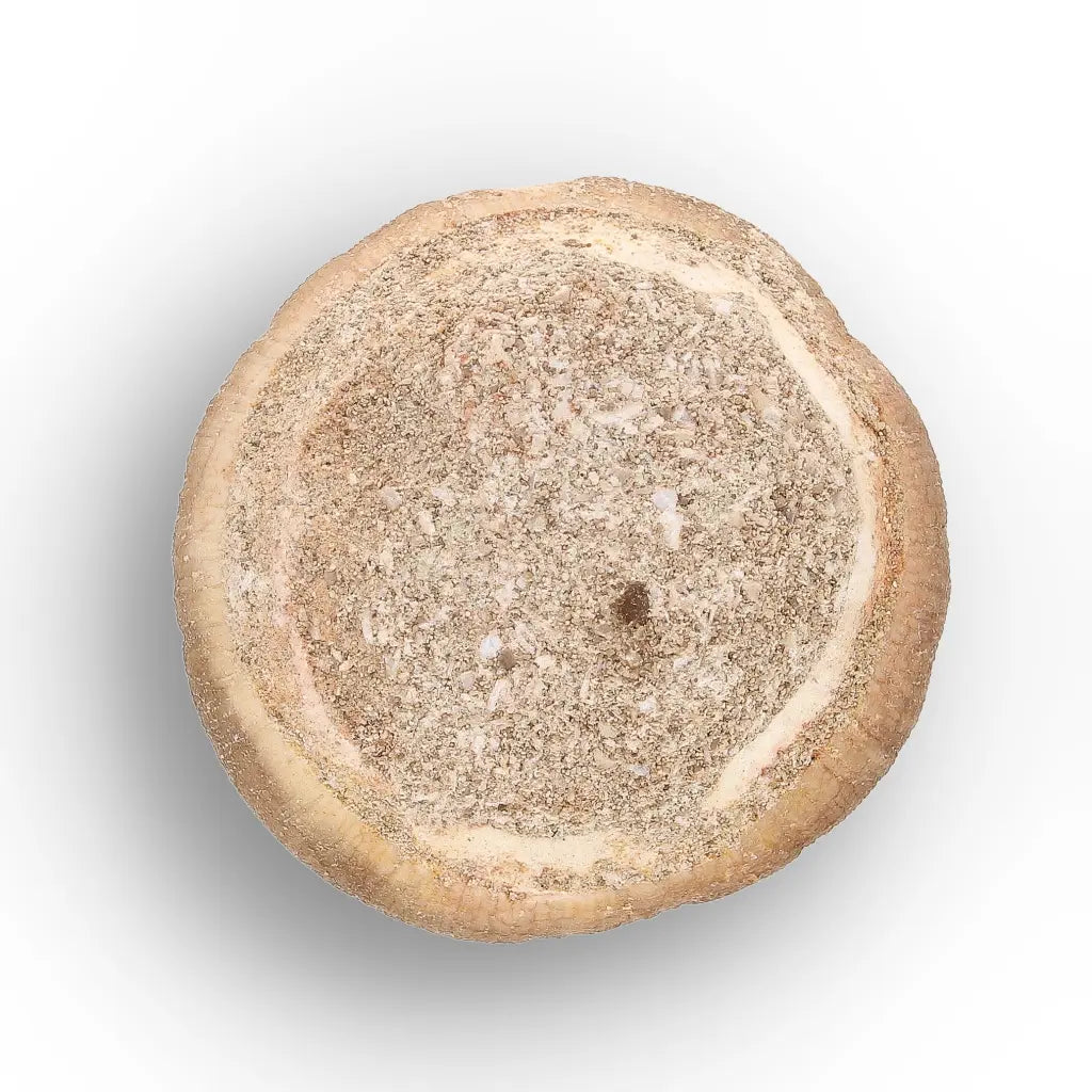 Get your Globidens Mosasaur Tooth - Durophagous Giant online now or in store at Forever Gems in Franschhoek, South Africa