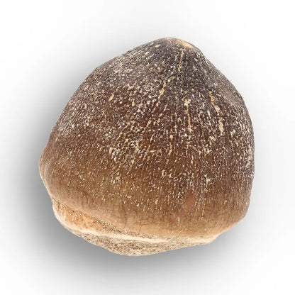Get your Globidens Mosasaur Tooth - Durophagous Giant online now or in store at Forever Gems in Franschhoek, South Africa