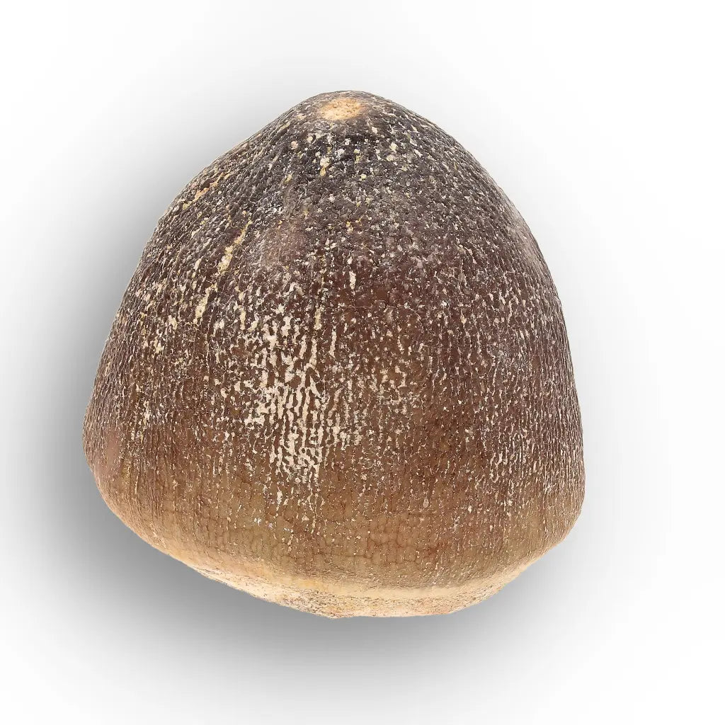 Get your Globidens Mosasaur Tooth - Durophagous Giant online now or in store at Forever Gems in Franschhoek, South Africa