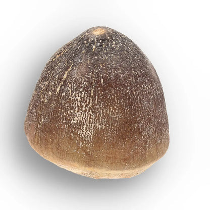 Get your Globidens Mosasaur Tooth - Durophagous Giant online now or in store at Forever Gems in Franschhoek, South Africa